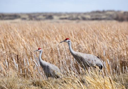 The Impact of Renewable Energy Resources on Local Wildlife in Post Falls, Idaho